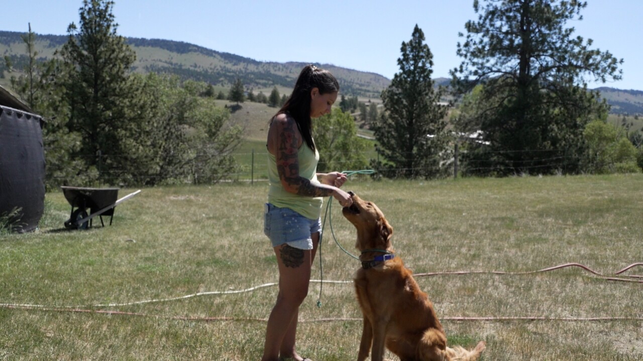 Dog training