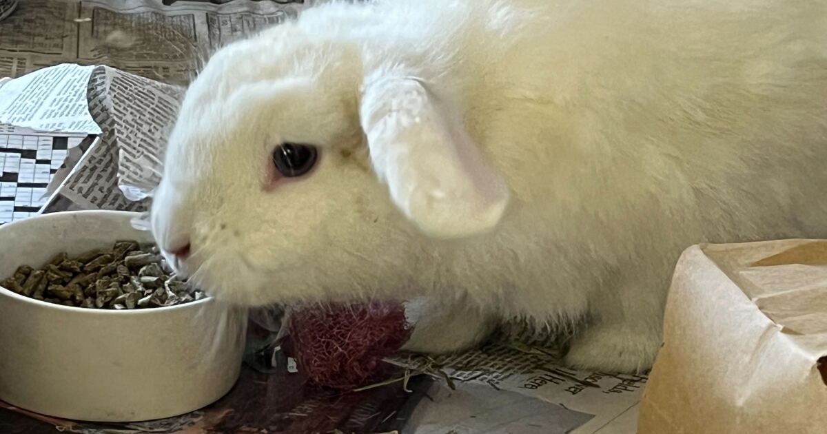St. Pete City Council considers ban on the retail sale of rabbits by pet stores - Vimarsana News
