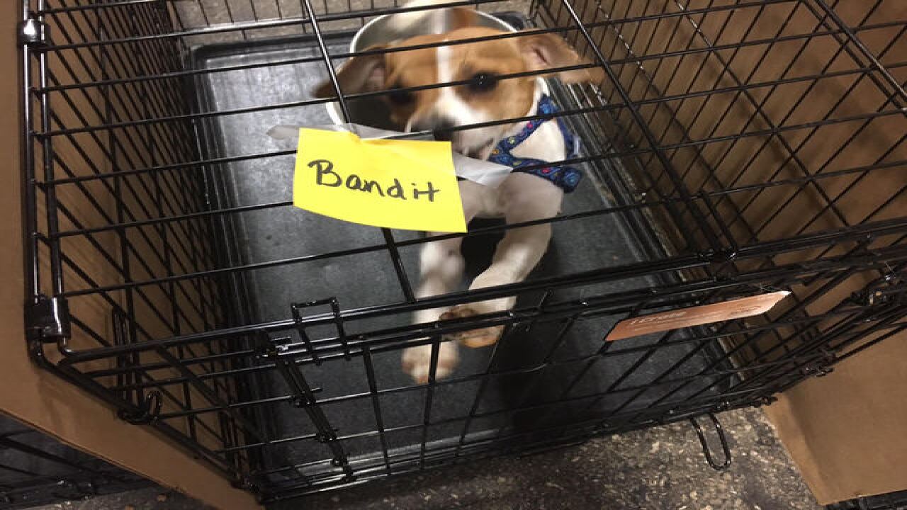 PHOTOS: IndyMega Adoption Event