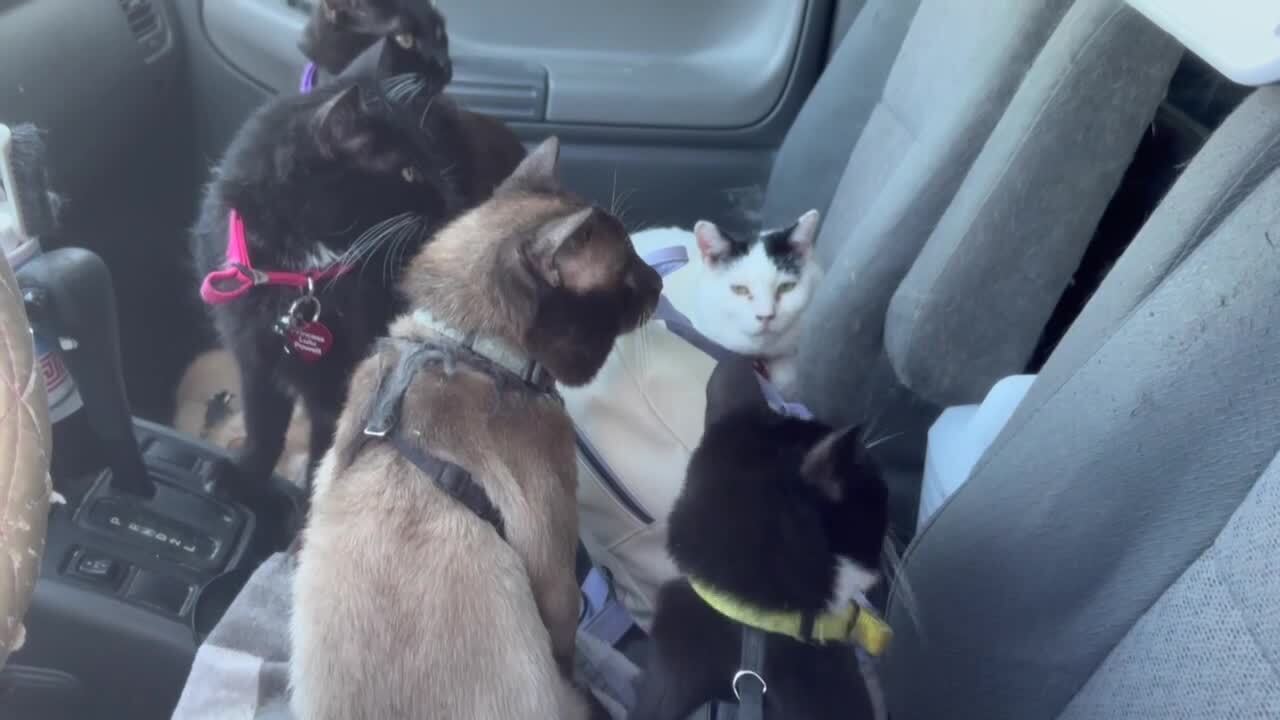 Woman lives with 13 cats in her car