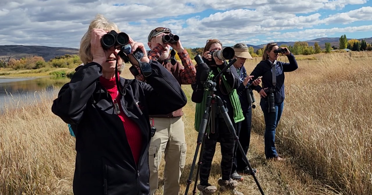 Colorado woman leading movement to save sandhill cranes in Yampa Valley - Vimarsana News