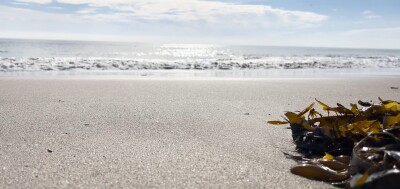 beach with kelp.jpg