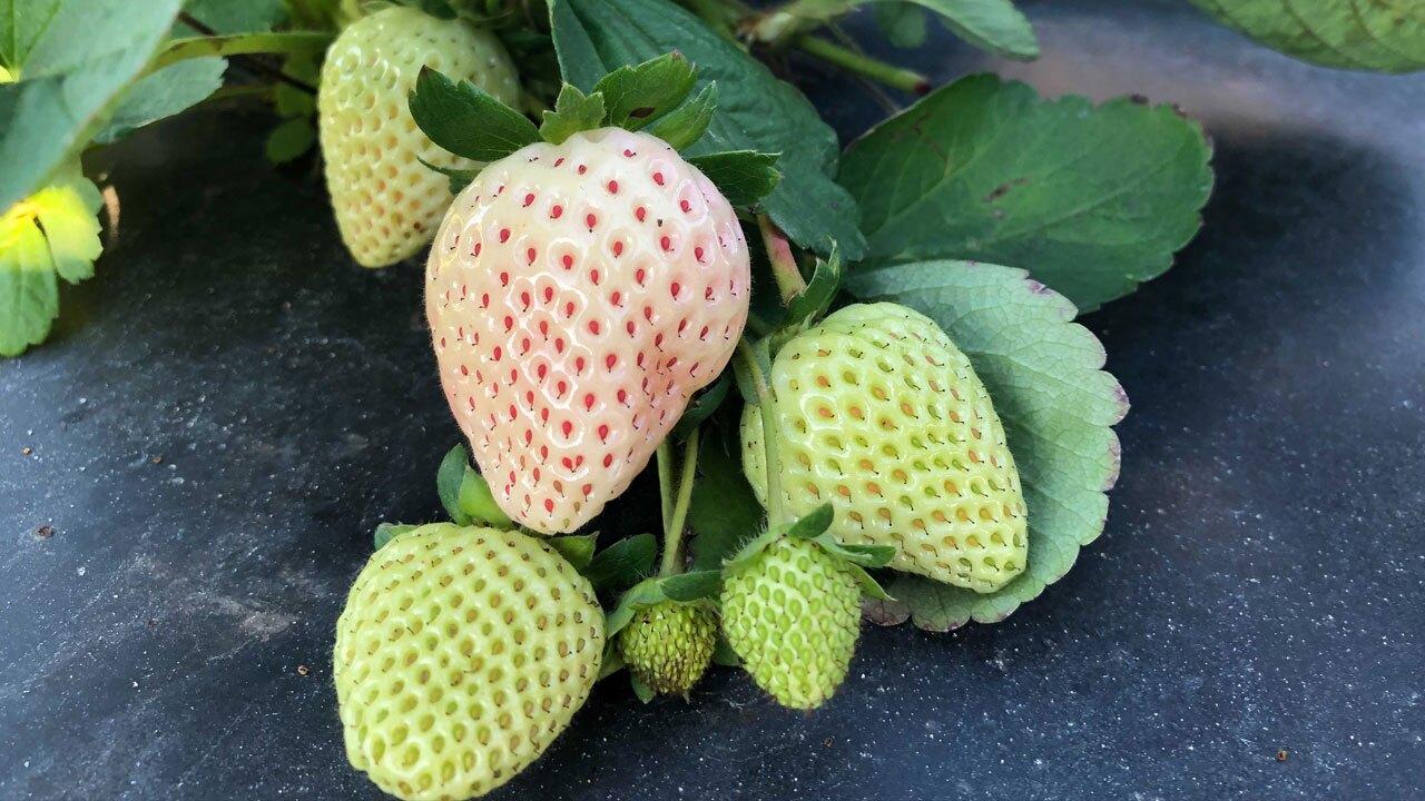 Wish-Farms-grows-'white-strawberries'-in-Manatee-County--2.jpg