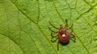 Lone,Star,Tick,-,Amblyomma,Americanum