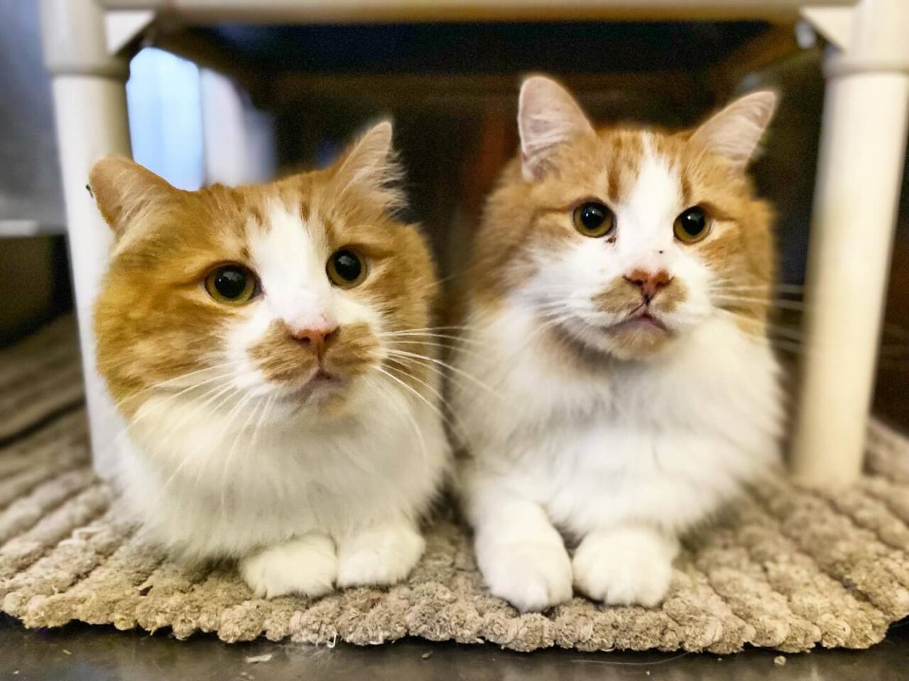 Pumpkin and Patches Underdog