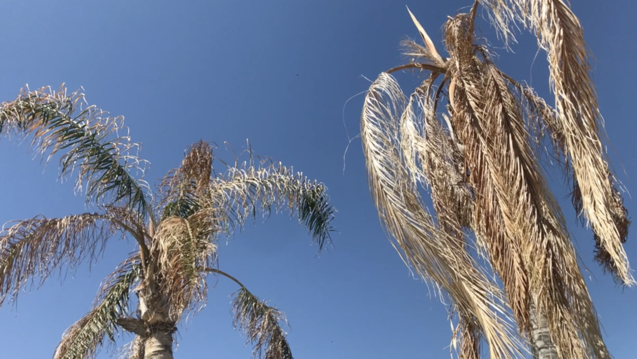 Dying Palm Trees