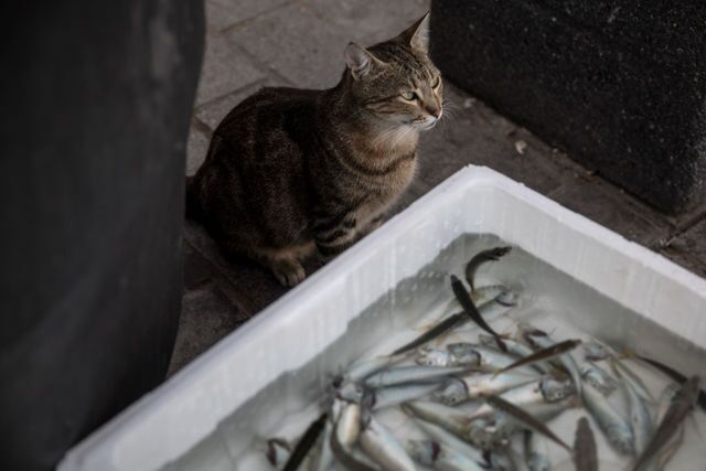 Photos: This place is known as 'The City of Cats'