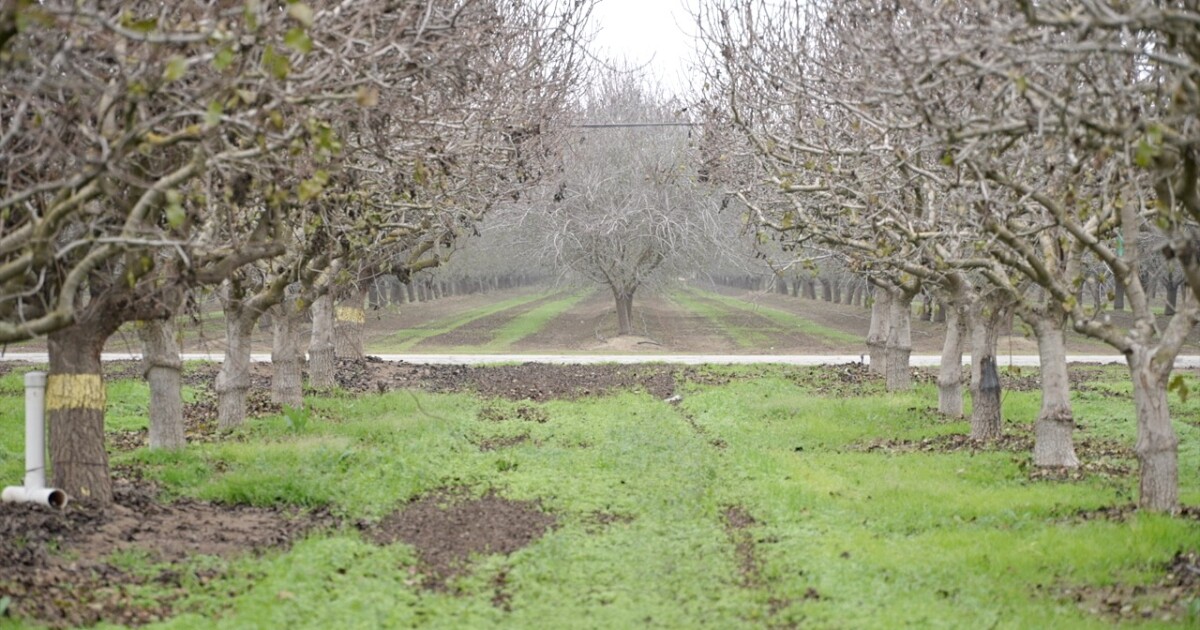 Weeks of tule fog could benefit Central Valley farmers