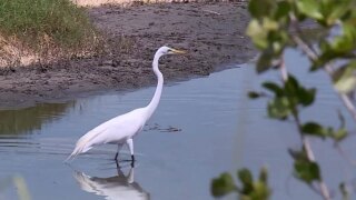 An egret looks for a meal at the Ten Thousand Islands National Wildlife Refuge in southwest Florida.