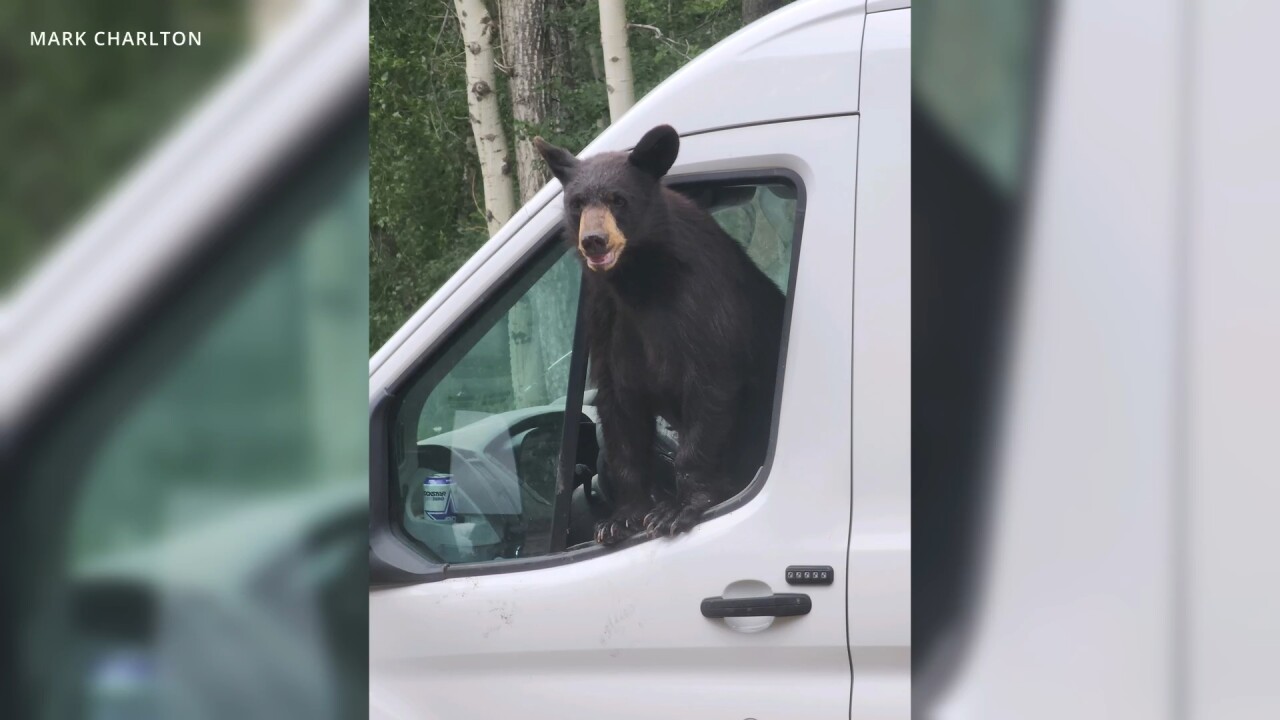 Bear in van