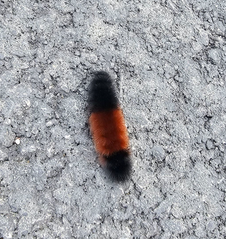 woolly bear 2