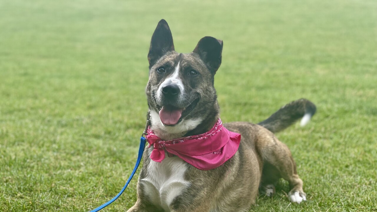 Ivy, Mackenzie's Animal Sanctuary