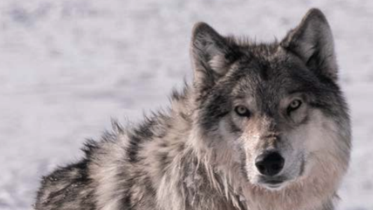 Wolf In Colorado Colorado Parks and Wildlife began capturing gray wolves to bring to ...