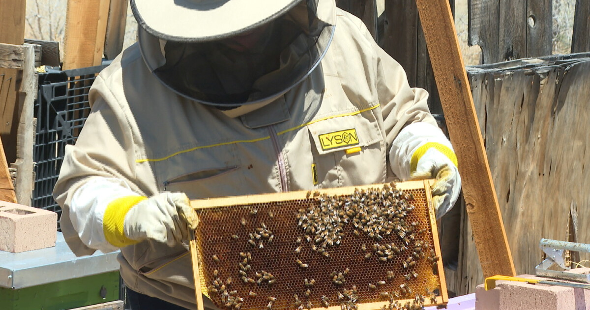 Honeybees already behind in honey production because of late stormy spring - Vimarsana News