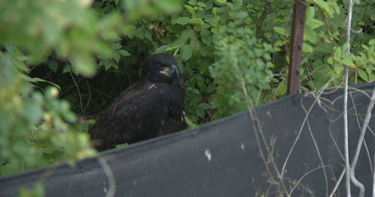 Baby bald eaglets in trouble after their home was illegally chopped down - Vimarsana News