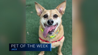 Pet of the Week: Jack