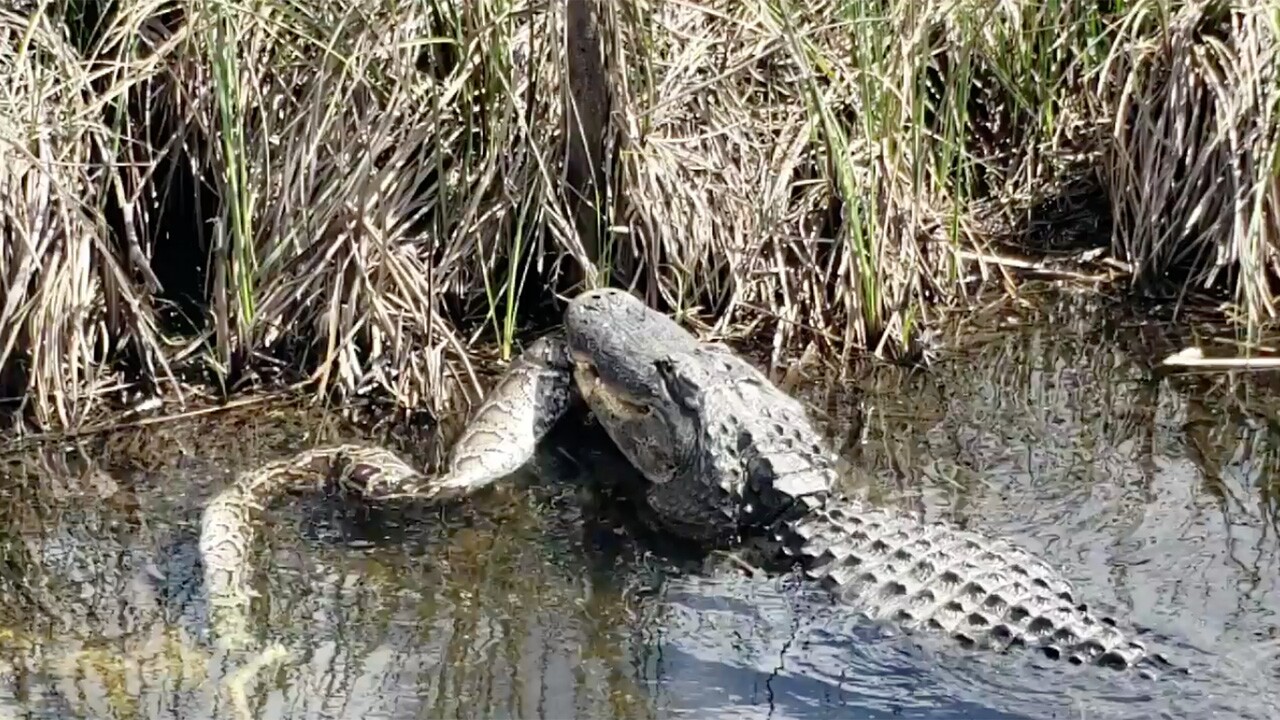 VIDEO: Alligator eats large python in Everglades National Park