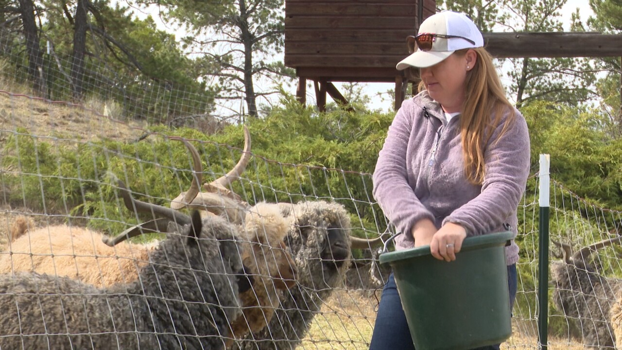 Stimson feeding goats