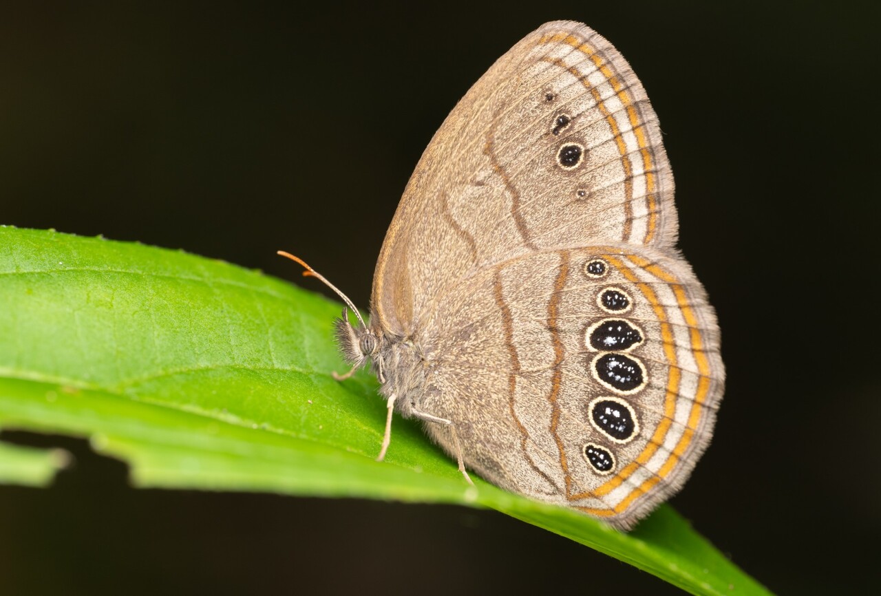 Mitchell's satyr butterfly