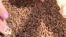 Arizona Worm Farm: How to create an amazing garden all year long!