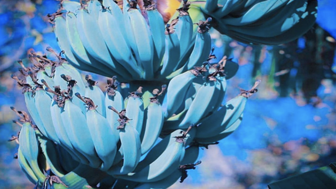 PLANET ARIZONA: Blue bananas exist and they taste like vanilla ice cream