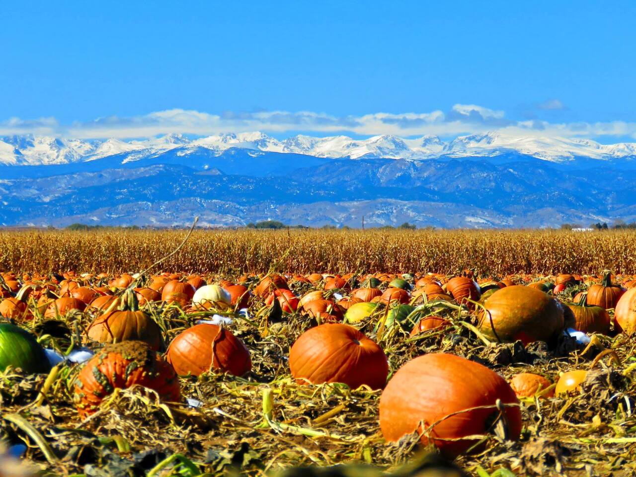 Anderson Farms Pumpkin Patch