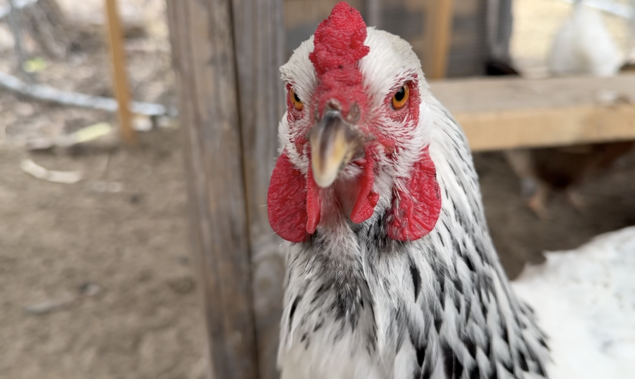Bird flu, Sheboygan