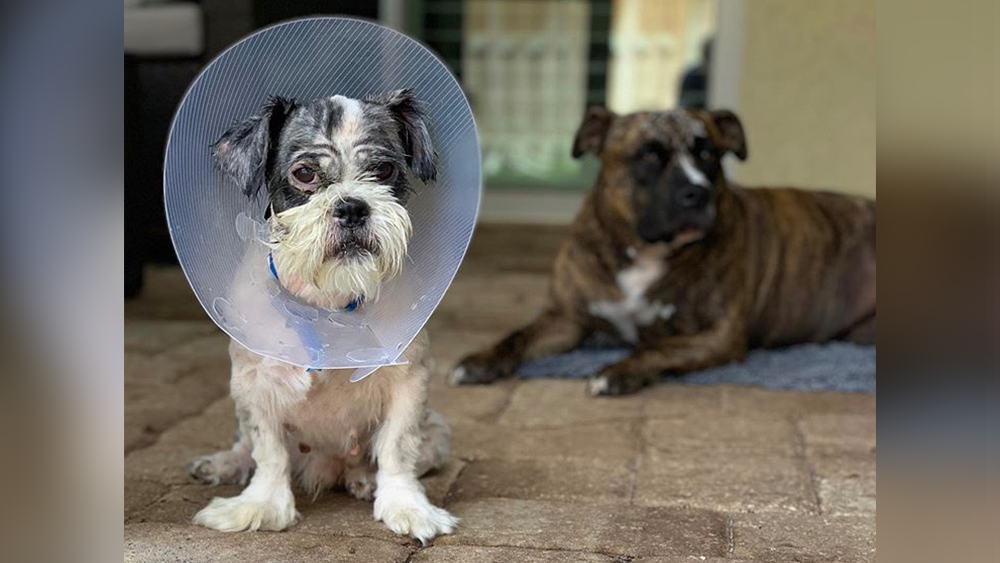 SHIH-TZU-MAIN-000.png