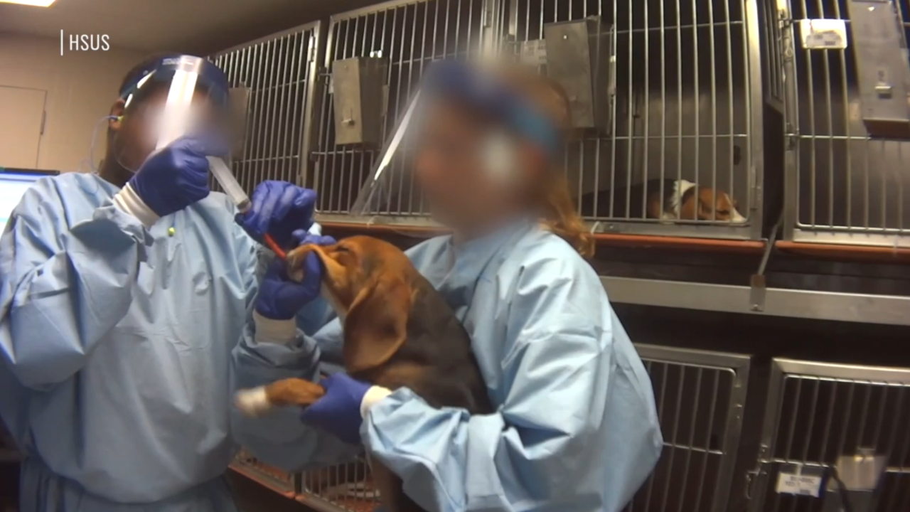 The reality of animal testing in the U S The reality of animal testing in the U S