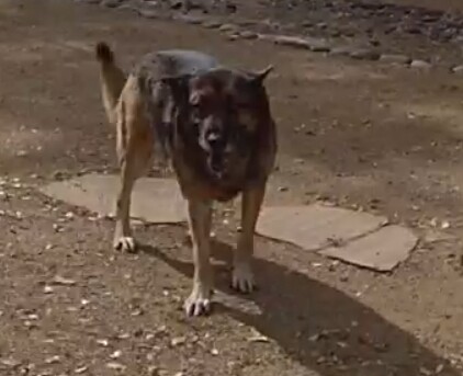 Dog Kills Bobcast
