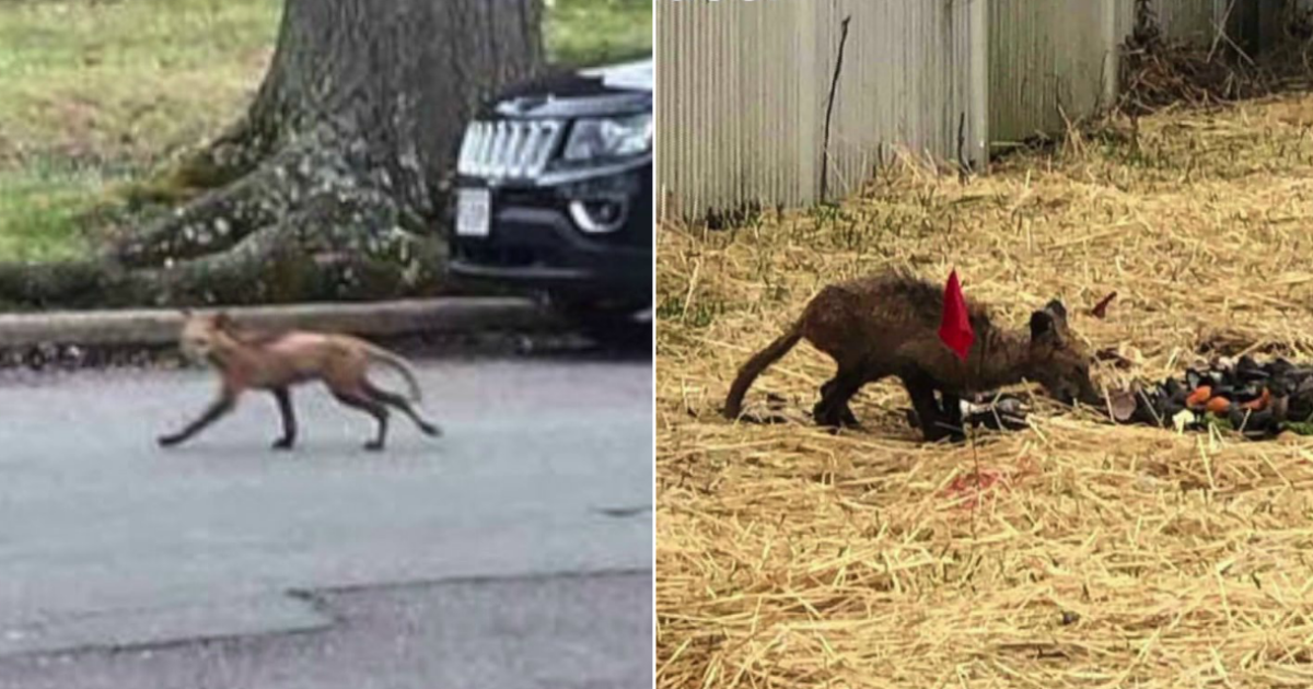 Wildlife Expert Calms Fears Over Daytime Fox Sightings