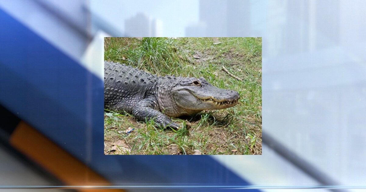 Tulsa Zoo mourns loss of Alli the American Alligator