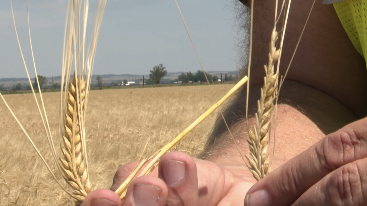 Malt barley crops