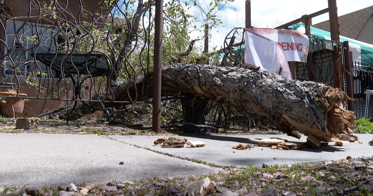Old Colorado City business sees damage from fallen tree after overnight winds - Vimarsana News