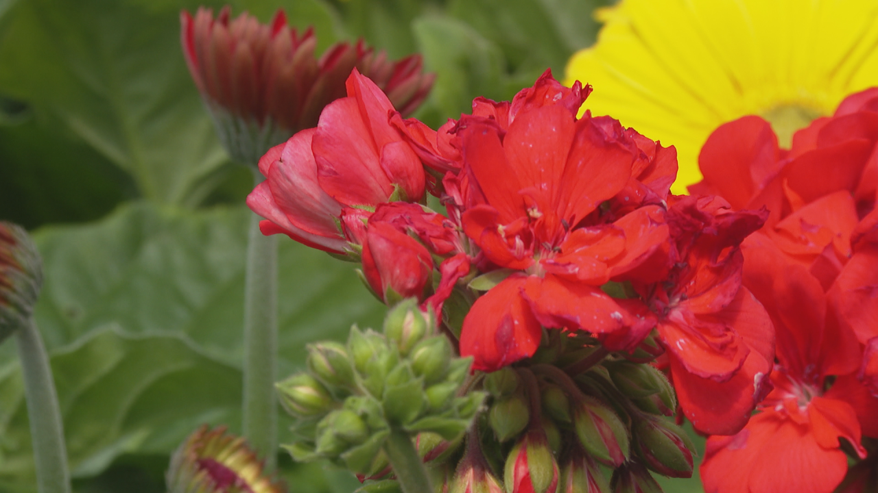 Apple Valley Greenhouses say more and more young people are gardening since the pandemic hit