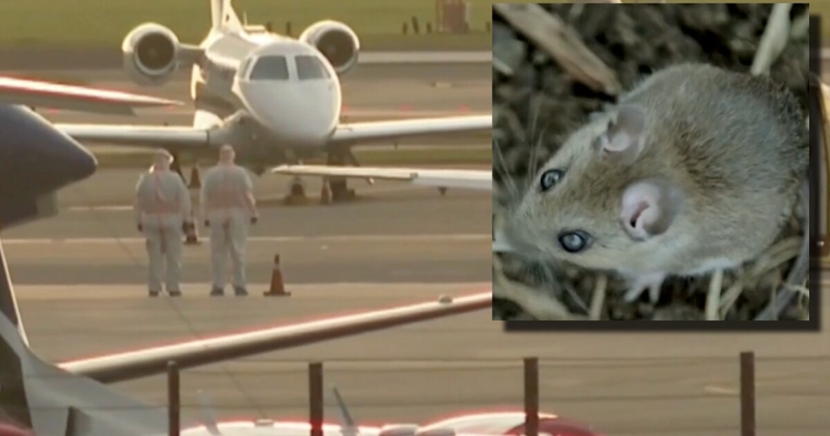 What is the hantavirus?