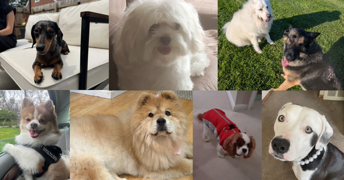 May 4-May 10: Dog Walking Forecast