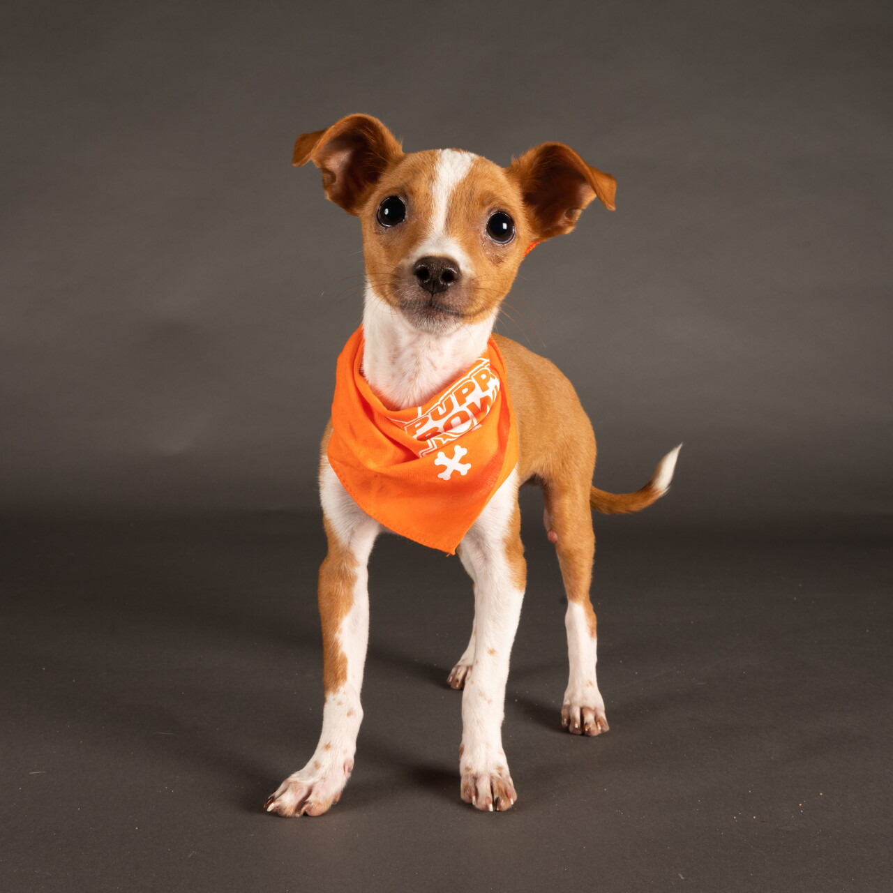 Puppy Bowl