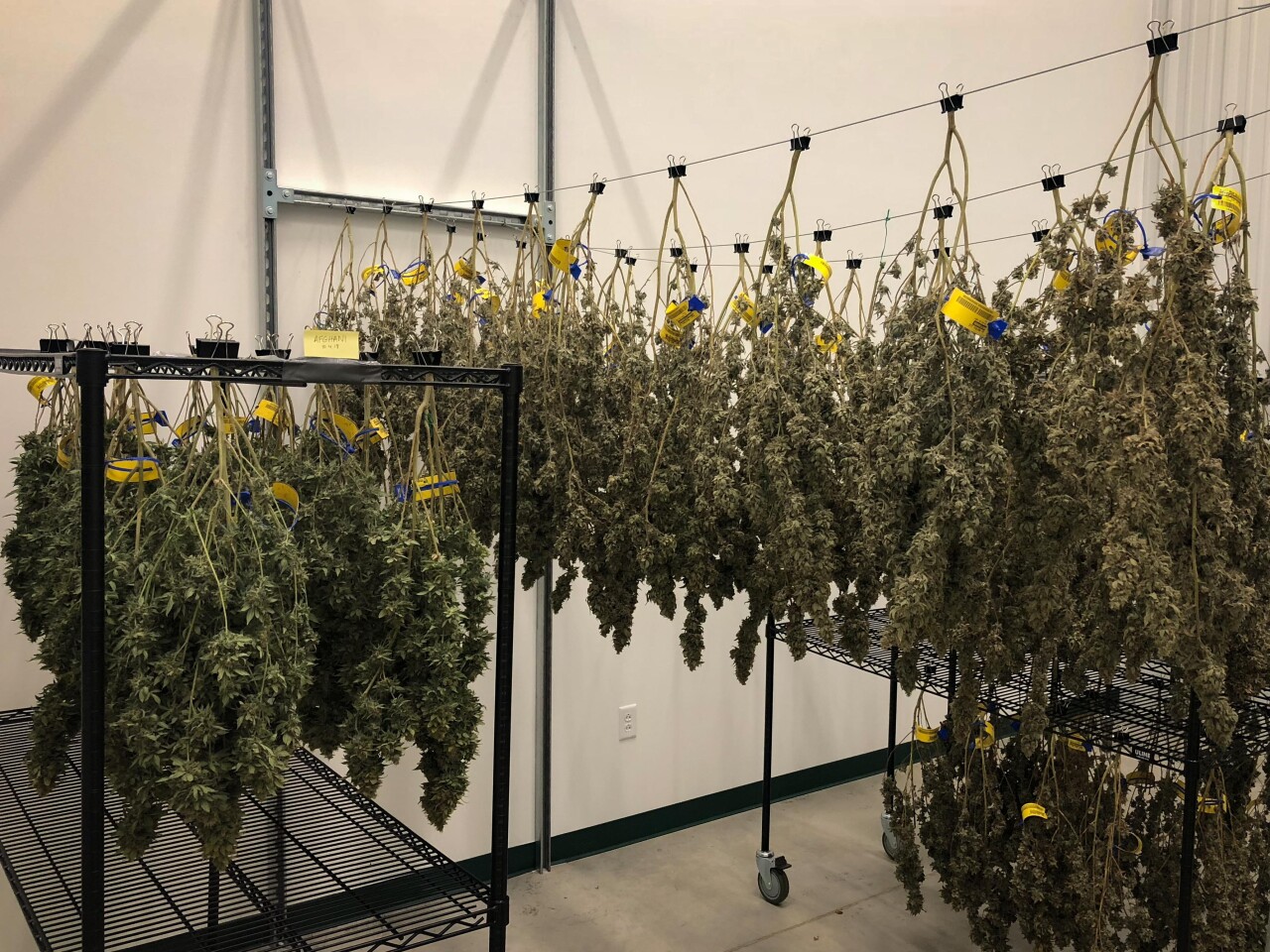 Medical Marijuana14.jpg