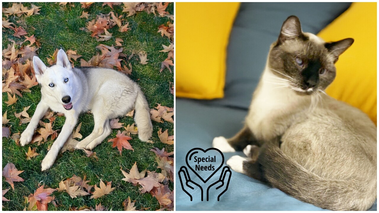 Pets Of The Week: Lewis and Frito