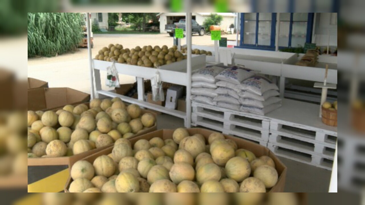 CANTALOUPE SEASON ROCKY FORD