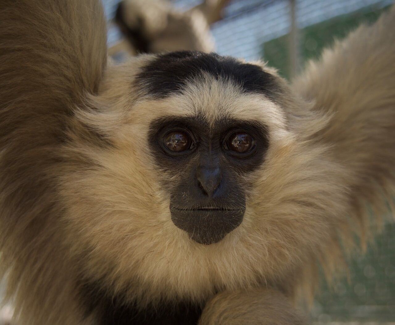 gibbon 4.jpg