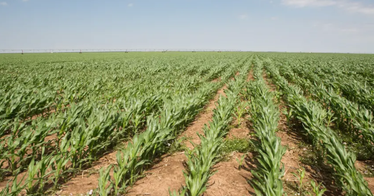 Farmers are experimenting with novel techniques to protect Texas' future soil - Vimarsana News