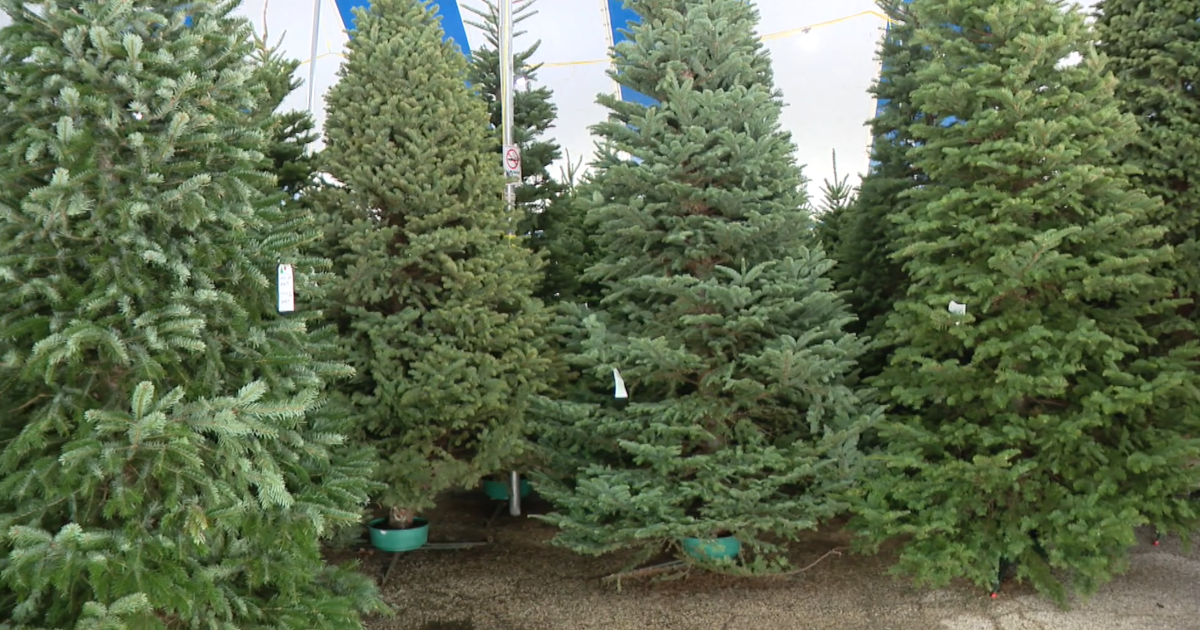 How to pick the perfect Christmas tree this holiday season