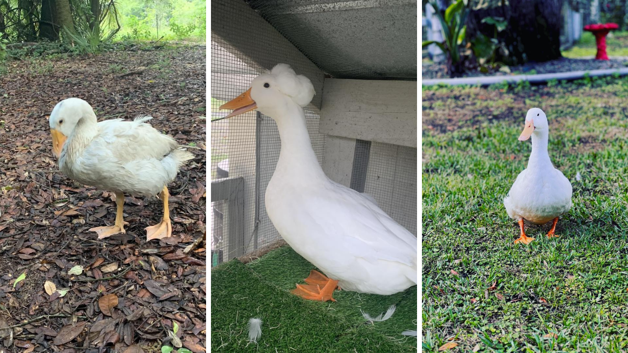 Rescues in Action: Sunshine, Dukes and Lucy