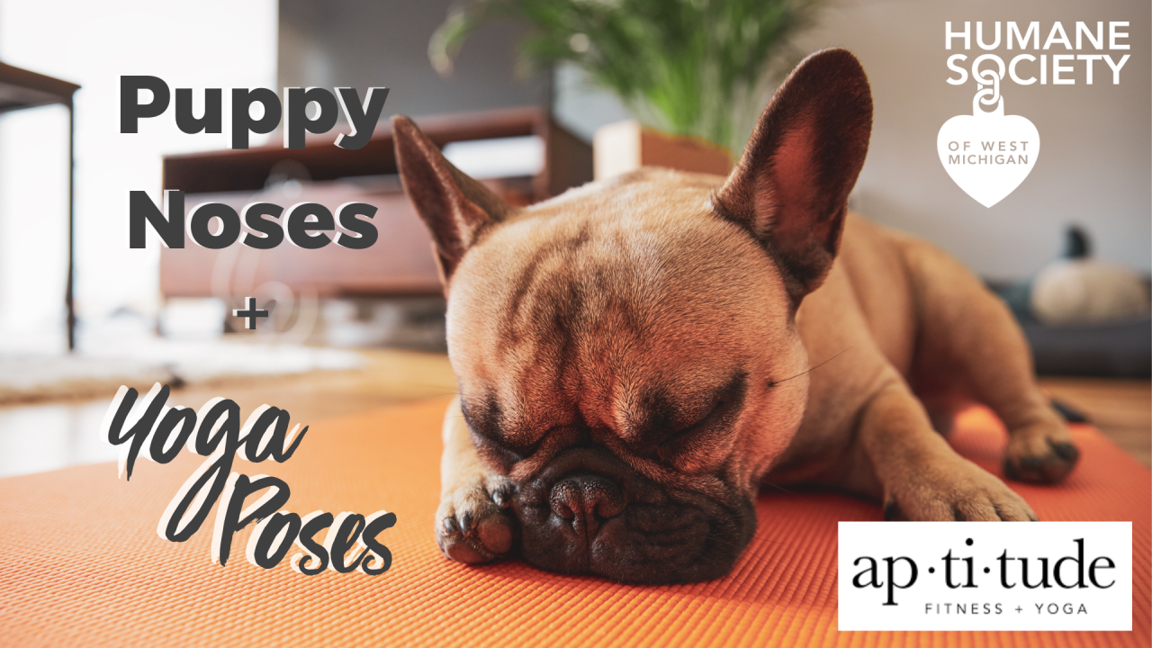 Puppy Noses + Yoga Poses.png