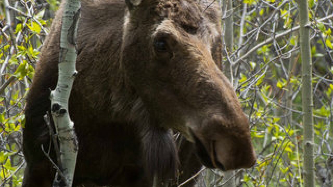 PHOTOS: A year at Rocky Mountain Natl Park