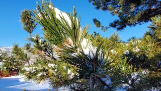 snow in tehachapi