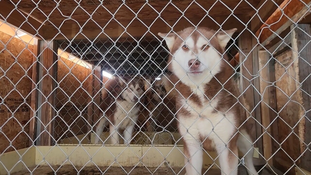 dogtrailer7_3.13.1.jpg