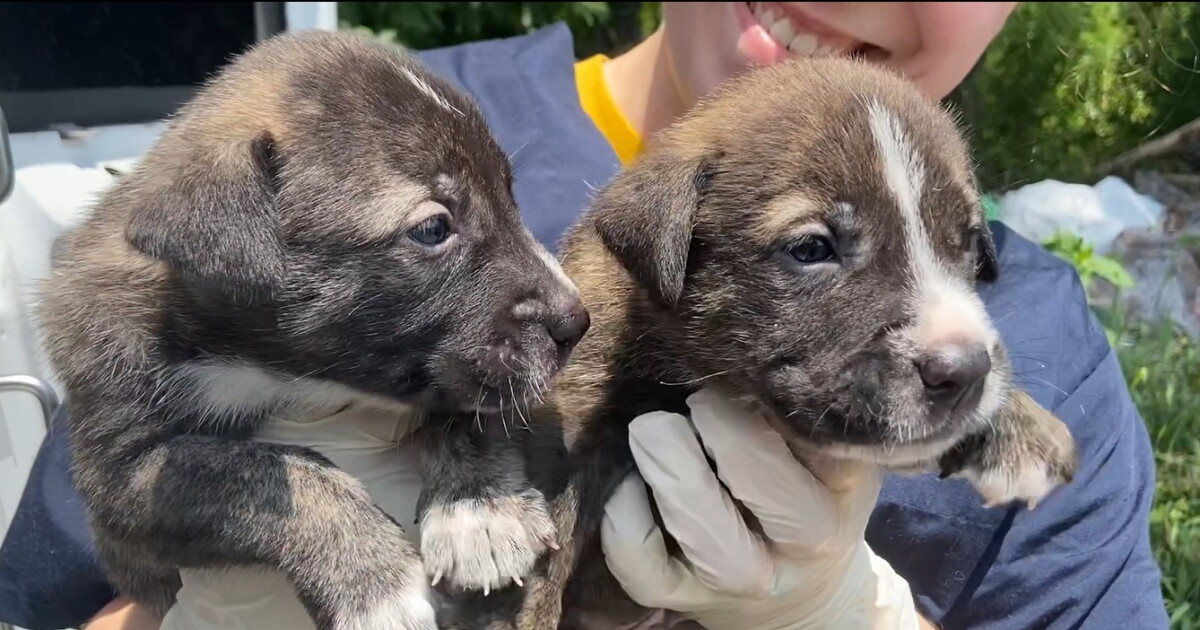 VBSPCA receives 24 dogs from Louisiana for relief from oppressive heat - Vimarsana News